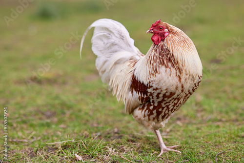 White brown rooster free range in garden yard