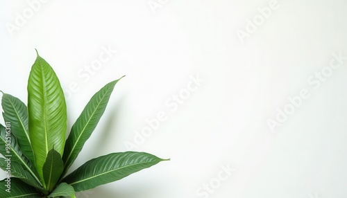 green leaves background