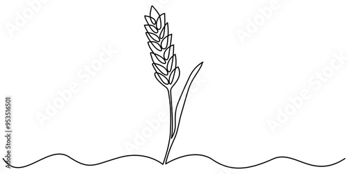 Ears of wheat one line drawing on white isolated background, monochrome illustration of a wheat ear isolated on white. continuous line, One continuous line. Spikelet of wheat. Spikelet of a cereal
