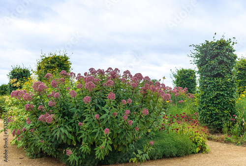 Tall flowering plants of Eutrochium purpureum, commonly known as purple Joe-Pye weed.