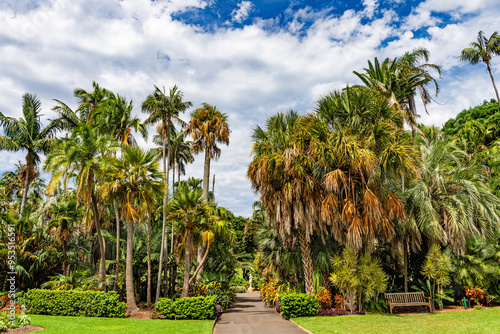 Photography Beautiful palm trees in the Royal Botanic Gardens of Sydney, Australia