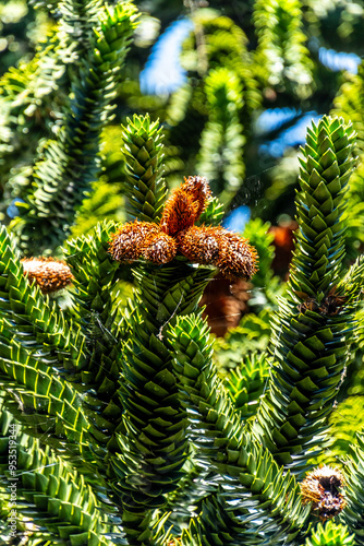 Araucaria araucana pertenece a la familia Araucariaceae. photo