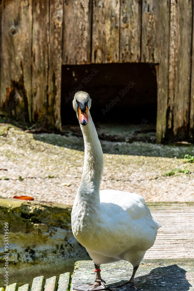 Fototapeta premium Cygnus olor pertenece a la familia Anatidae.