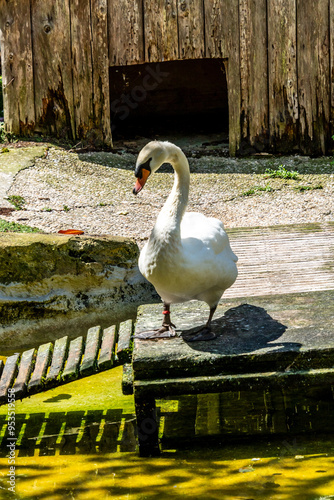 Cygnus olor pertenece a la familia Anatidae. photo