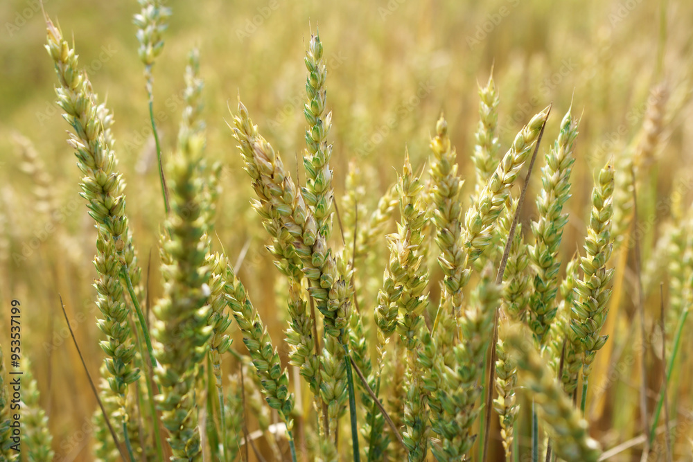 Green ears of unripe wheat. Cultivation of wheat. Green ears of unripe wheat. Cultivation of wheat.