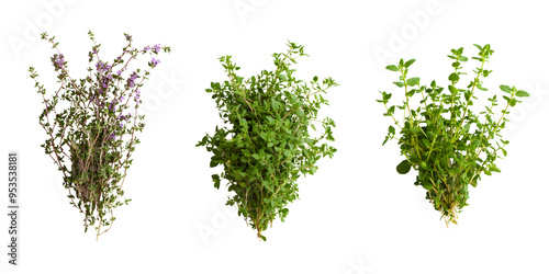 Fresh thyme herb plant sprout isolated transparent background