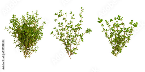 Fresh thyme sprigs isolated transparent background