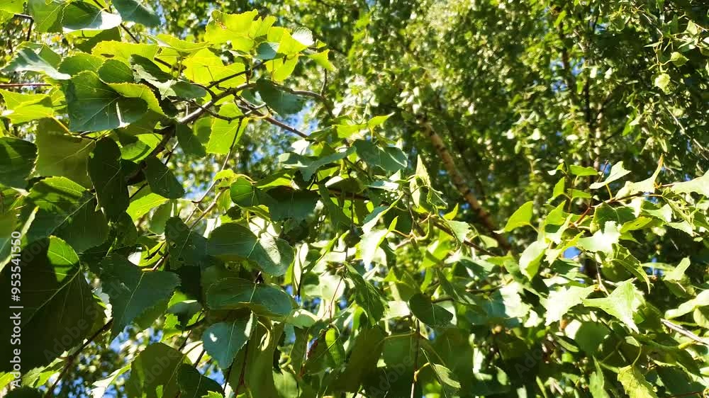 The leaves on the birch tree. Summer green leaves on the branches of the tree. The leaves on the birch tree. Summer green leaves on the branches of the tree.