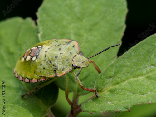 green shield bug photo