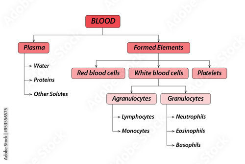 Composition of Human Blood