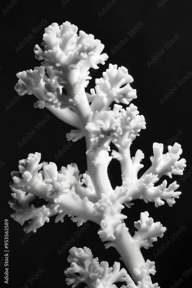 Naklejka premium portrait studio photograph of coral black and white