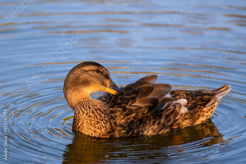 Close up of Wild duck swimming in the water