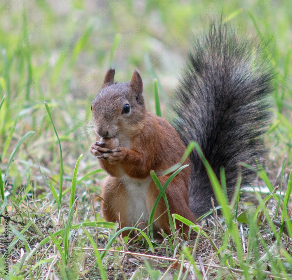 Close-up. A squirrel in the park eats nuts from people's hands Close-up. A squirrel in the park eats nuts from people's hands
