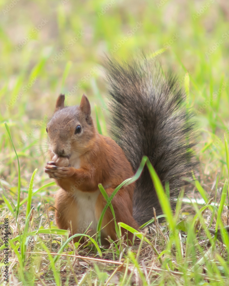 Close-up. A squirrel in the park eats nuts from people's hands Close-up. A squirrel in the park eats nuts from people's hands