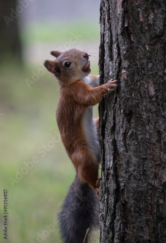 Close-up. A squirrel in the park eats nuts from people's hands