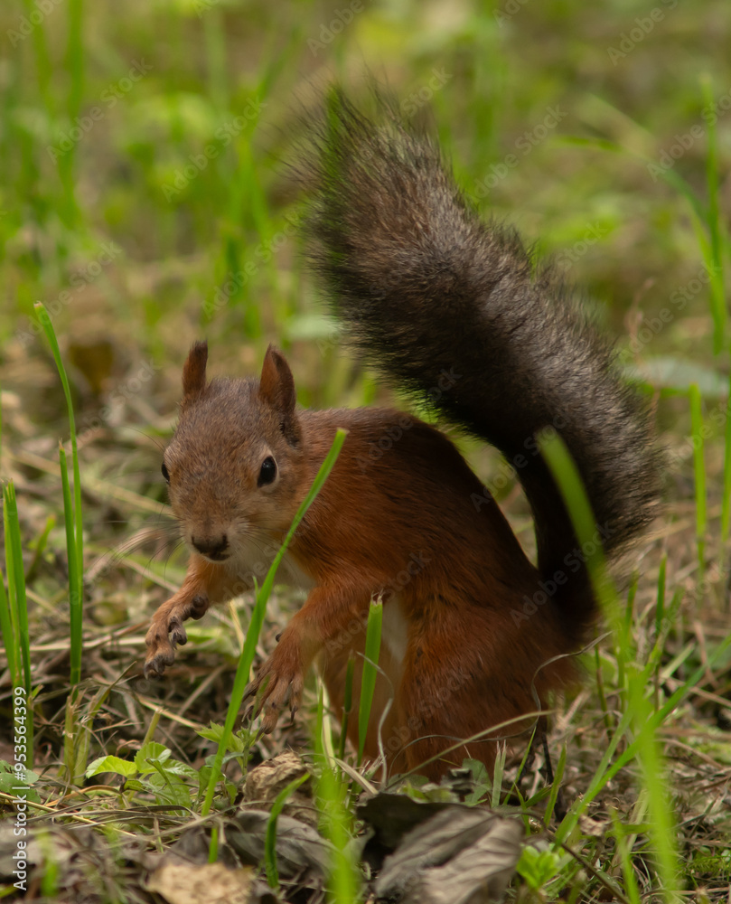 Close-up. A squirrel in the park eats nuts from people's hands Close-up. A squirrel in the park eats nuts from people's hands