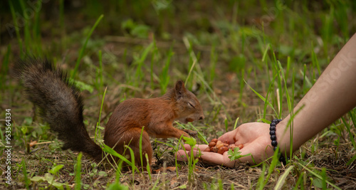 Close-up. A squirrel in the park eats nuts from people's hands