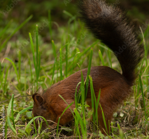 Close-up. A squirrel in the park eats nuts from people's hands