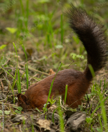 Close-up. A squirrel in the park eats nuts from people's hands