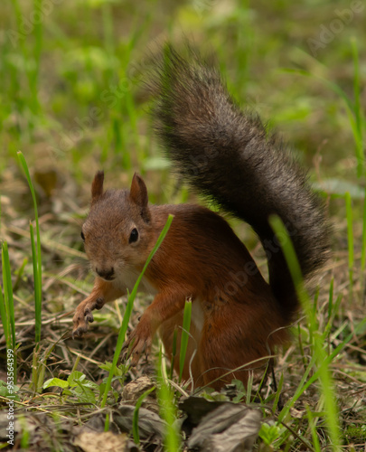 Close-up. A squirrel in the park eats nuts from people's hands
