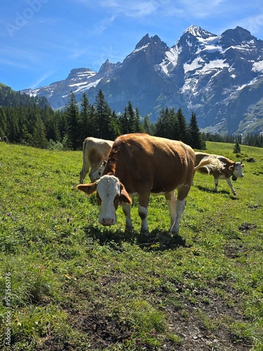 Cow