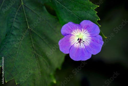 flower in the garden, nacka,sweden,sverige,stockholm,Mats,summer