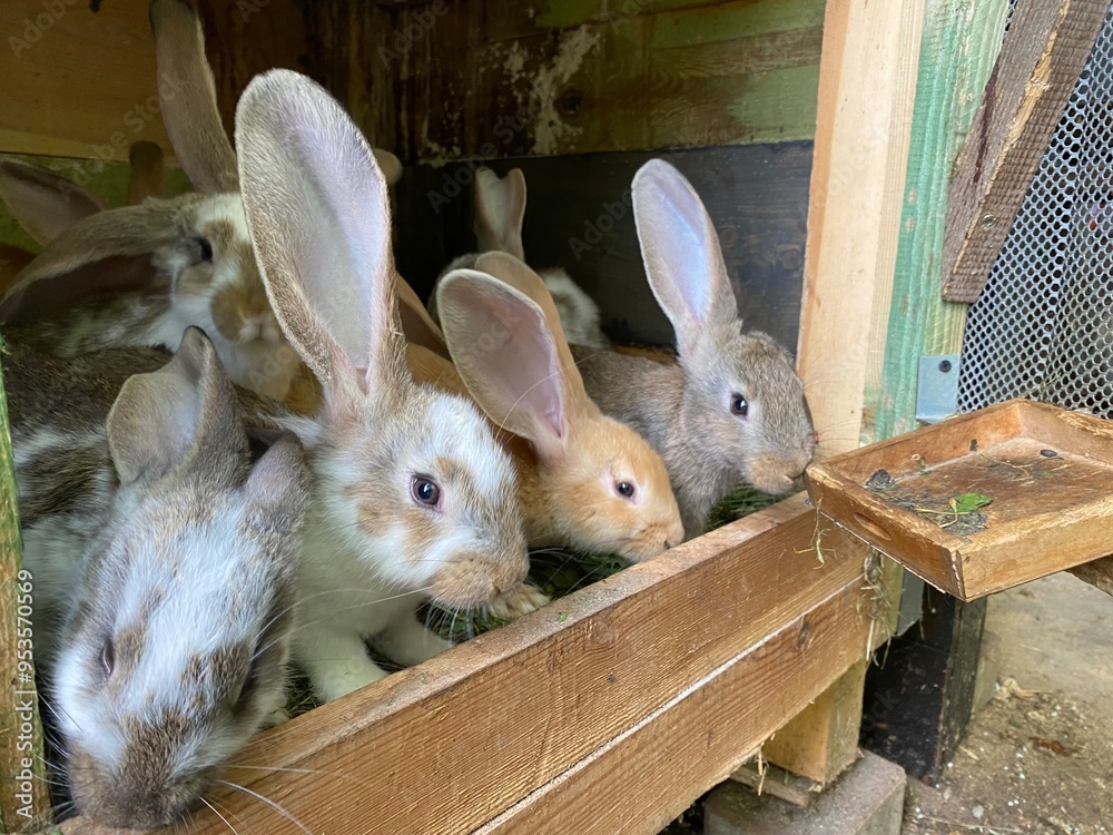 Obraz premium young rabbits in the garden