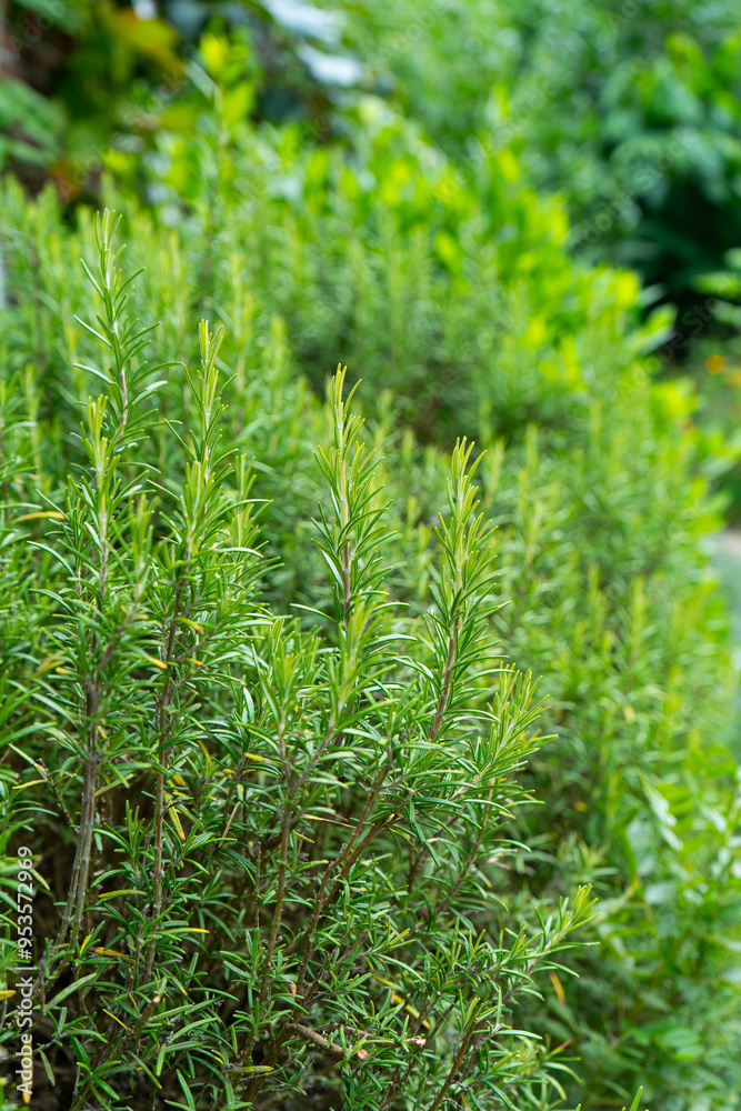 Garden Herbs. Growing and harvesting sage, thyme, rosemary, laurel and summer savory. Flowering Aromatic Herbs in the Herb Garden. Close up Herbs. Garden Herbs. Growing and harvesting sage, thyme, rosemary, laurel and summer savory. Flowering Aromatic Herbs in the Herb Garden. Close up Herbs.