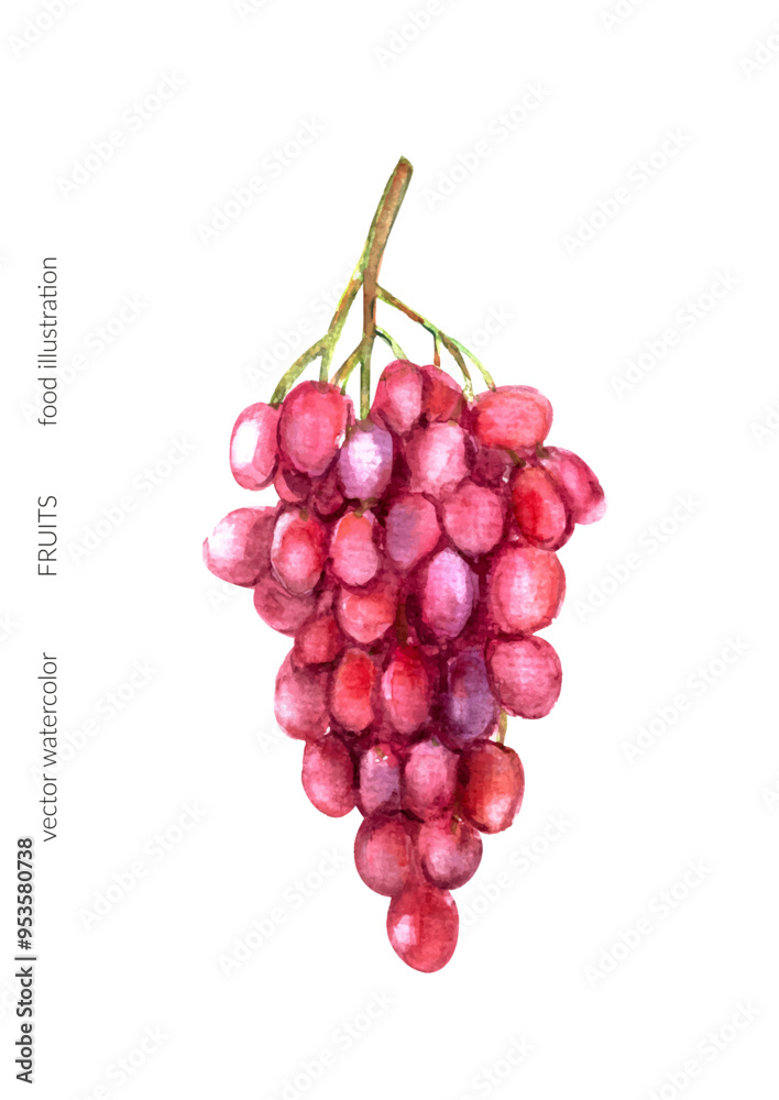 Hand drawn watercolor red grape bunch illustration. Tropical exotic fruit for food and drink background. Hand drawn watercolor red grape bunch illustration. Tropical exotic fruit for food and drink background.