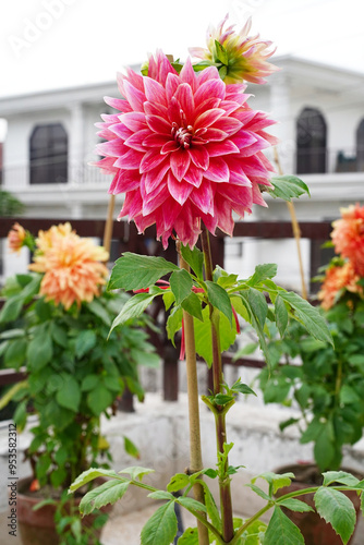 Pink dahlia flower. Vertical photo. Marble dahlia with white-pink petals and bud grows in a pot on the terrace, balcony. Blurred background with a house in South Asia.