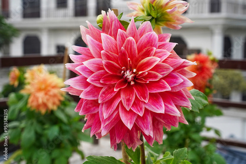 Dahlia pink flower grows in a flowerpot on a terrace. Close up and front view of big bright red flower. Blurred background with garden flowers, a house and terrace fence.