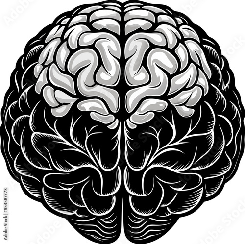 human brain silhouette vector, brain with cerebrum side black and white outline, human brain icon.