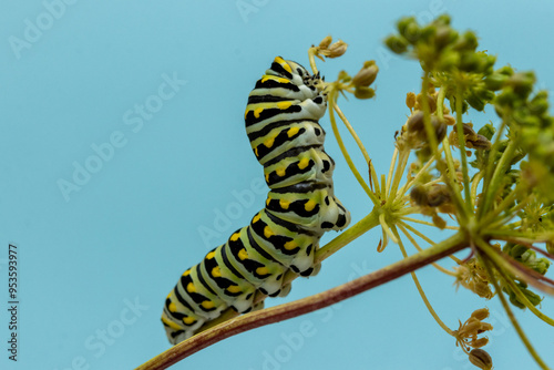 Eastern Black Swallowtail caterpillar, Papilio polyxenes, closeup macro eating parsley and fennel photo