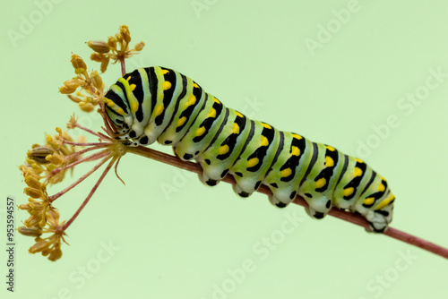 Eastern Black Swallowtail caterpillar, Papilio polyxenes, closeup macro eating parsley and fennel