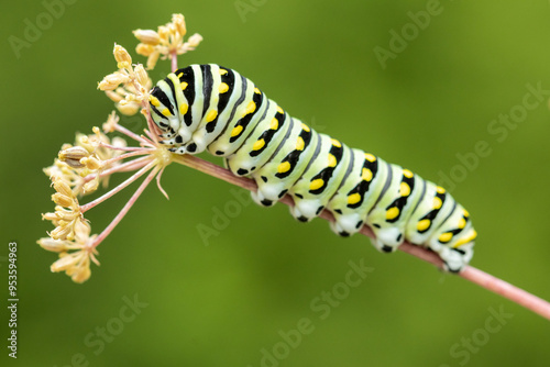 Eastern Black Swallowtail caterpillar, Papilio polyxenes, closeup macro eating parsley and fennel photo