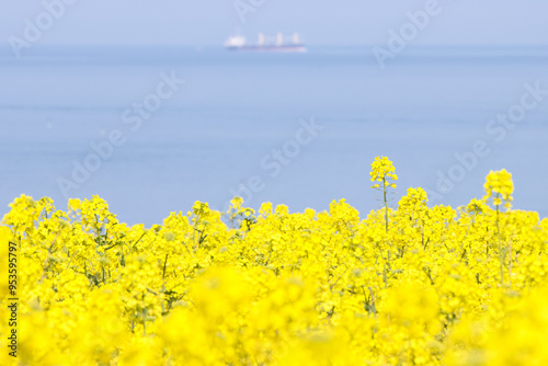 海が見える菜の花畑