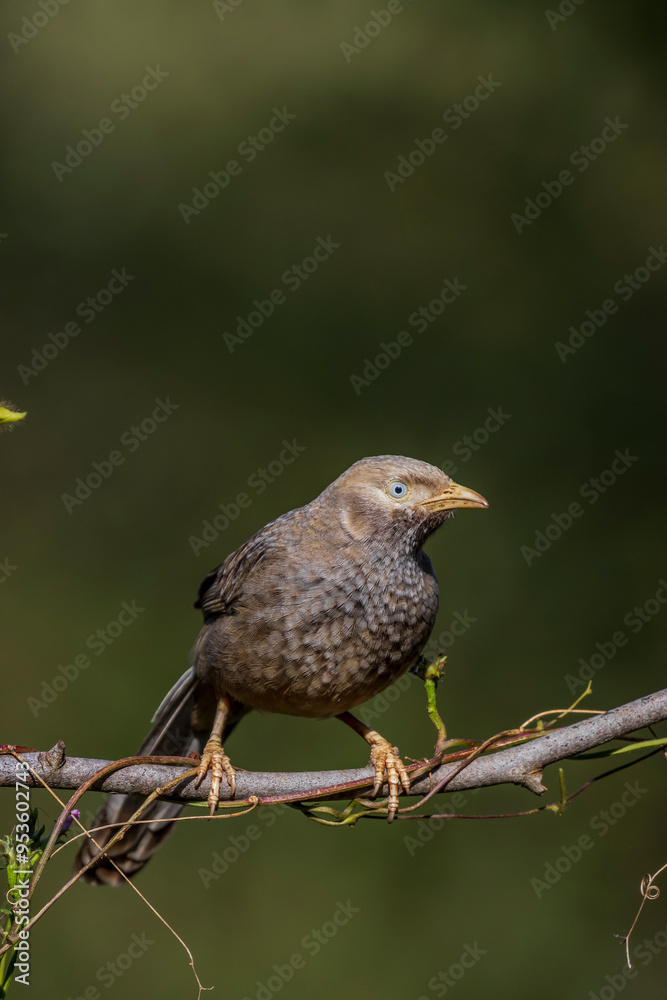 close-up portrait of pale-billed babbler close-up portrait of pale-billed babbler