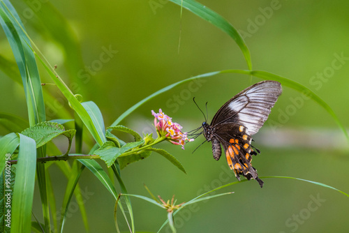 a common mormon - butterfly sitting on a flower photo