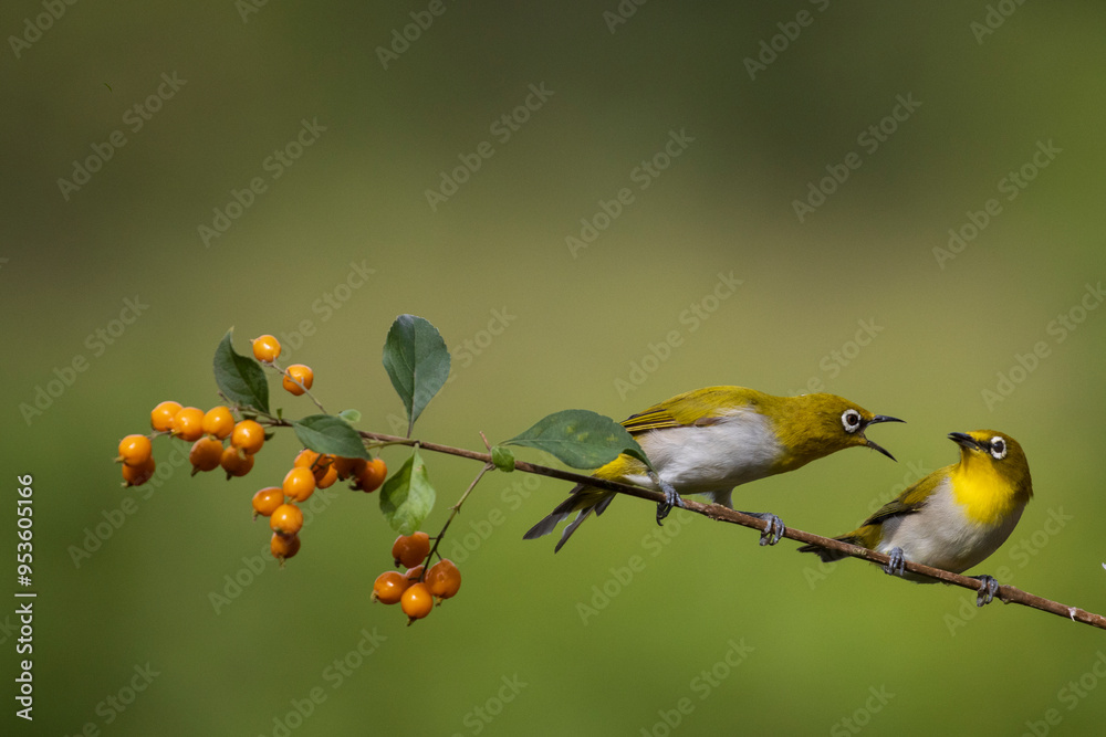 Two oriental white eye having some interaction Two oriental white eye having some interaction