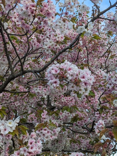 Wallpaper Mural Blooms in spring Torontodigital.ca