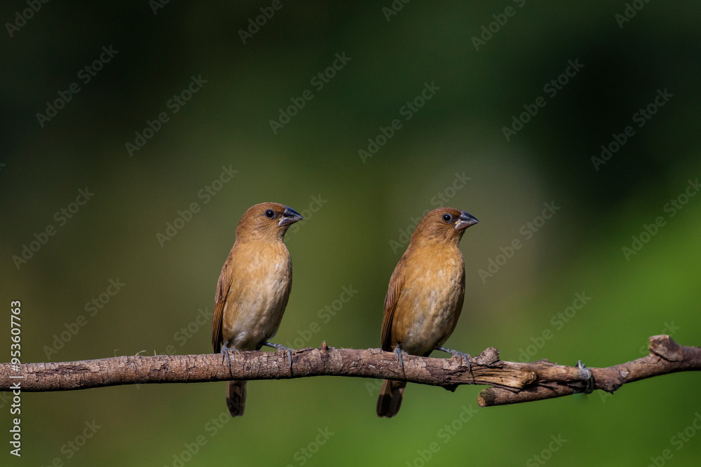 A pair of scaly breasted munia juveniles perched on a branch in western ghats A pair of scaly breasted munia juveniles perched on a branch in western ghats