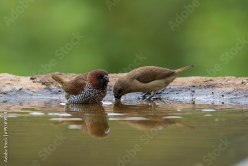 group of scaly breasted munia juveniles playing in water pond