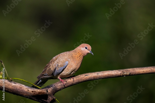 close-up portrait of laughing dove