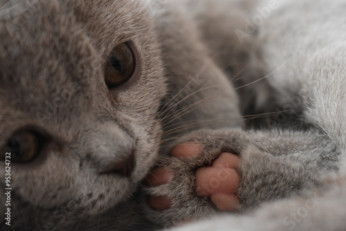 A very cute gray British cat lies and plays in the rays of the sun, the cat's pink paw is visible Gray fur of a cat on a sunny day With the charming eyes of a kitten photo