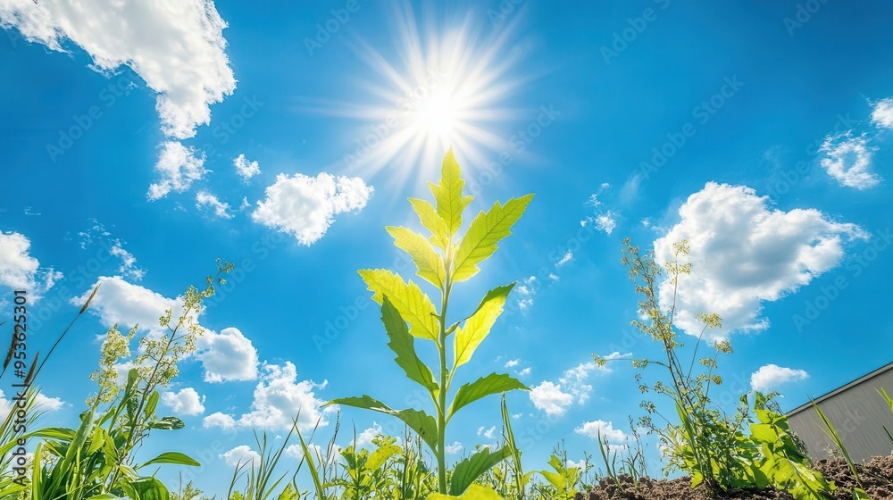 Young plant sprouting under bright sunlight in a clear blue sky, representing growth, nature, and fresh beginnings. Young plant sprouting under bright sunlight in a clear blue sky, representing growth, nature, and fresh beginnings.