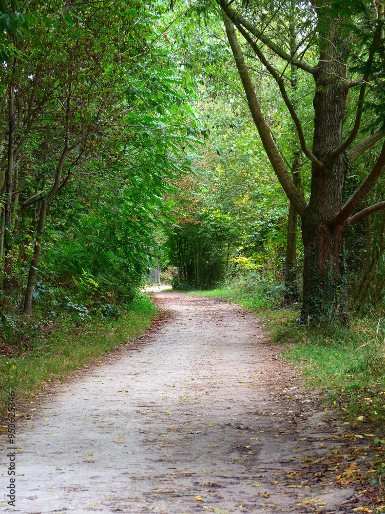 Obraz premium Chemin de promenade en forêt