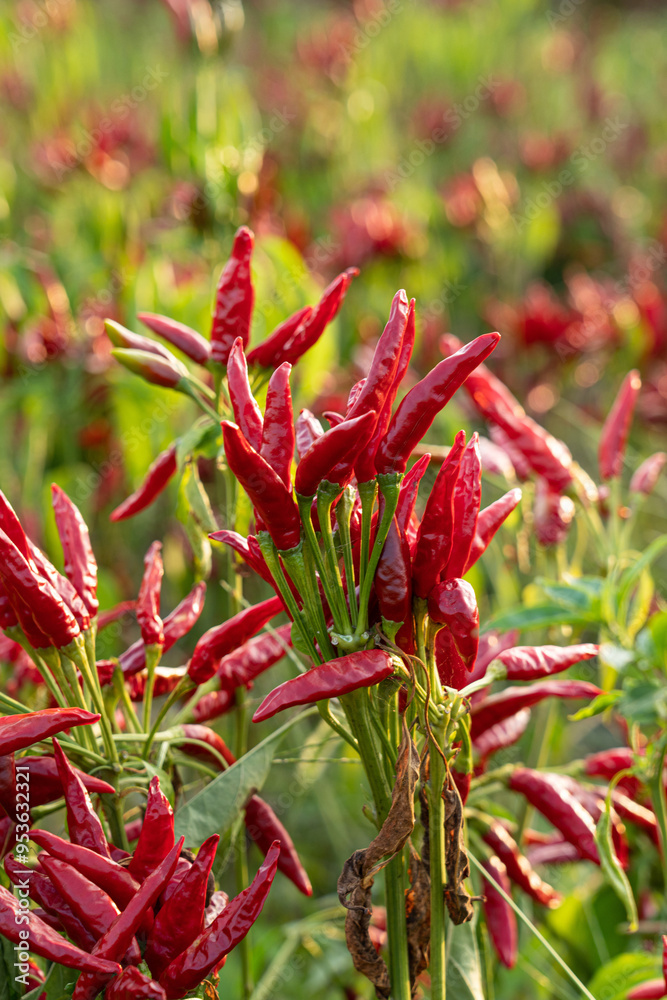 Red chili pepper plant growing in the field. Red chili pepper plant growing in the field.