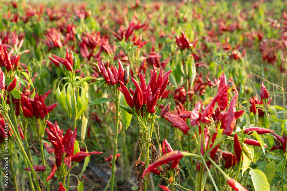 Red chili pepper plant growing in the field.