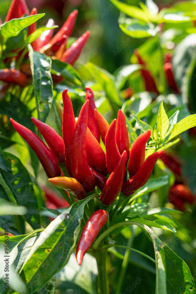 Obraz premium Red chili pepper plant growing in the field.
