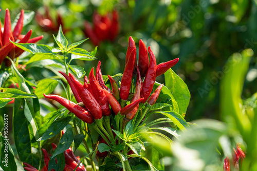 Tableau sur toile Red chili pepper plant growing in the field.
